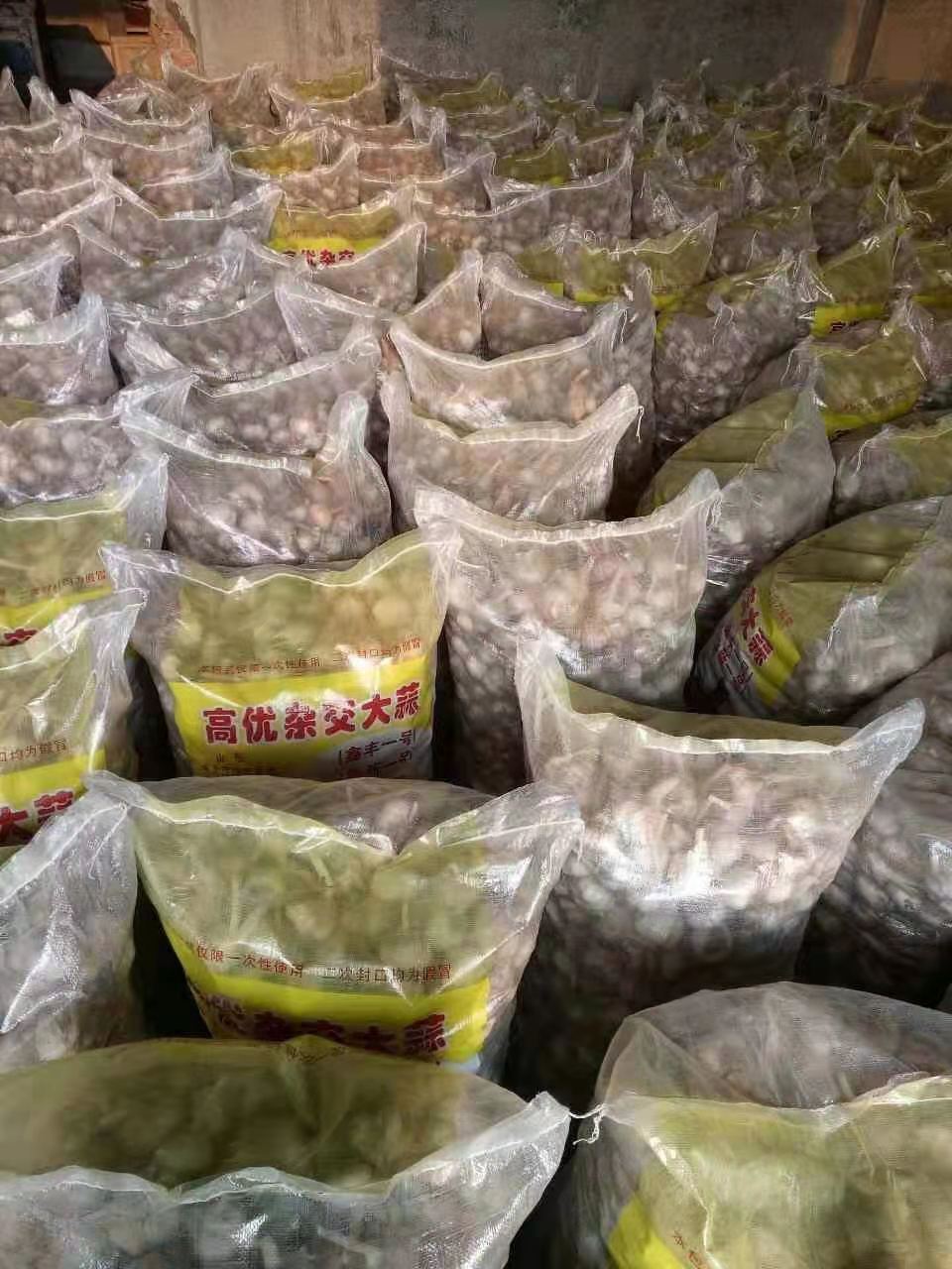 杂交高产蒜种