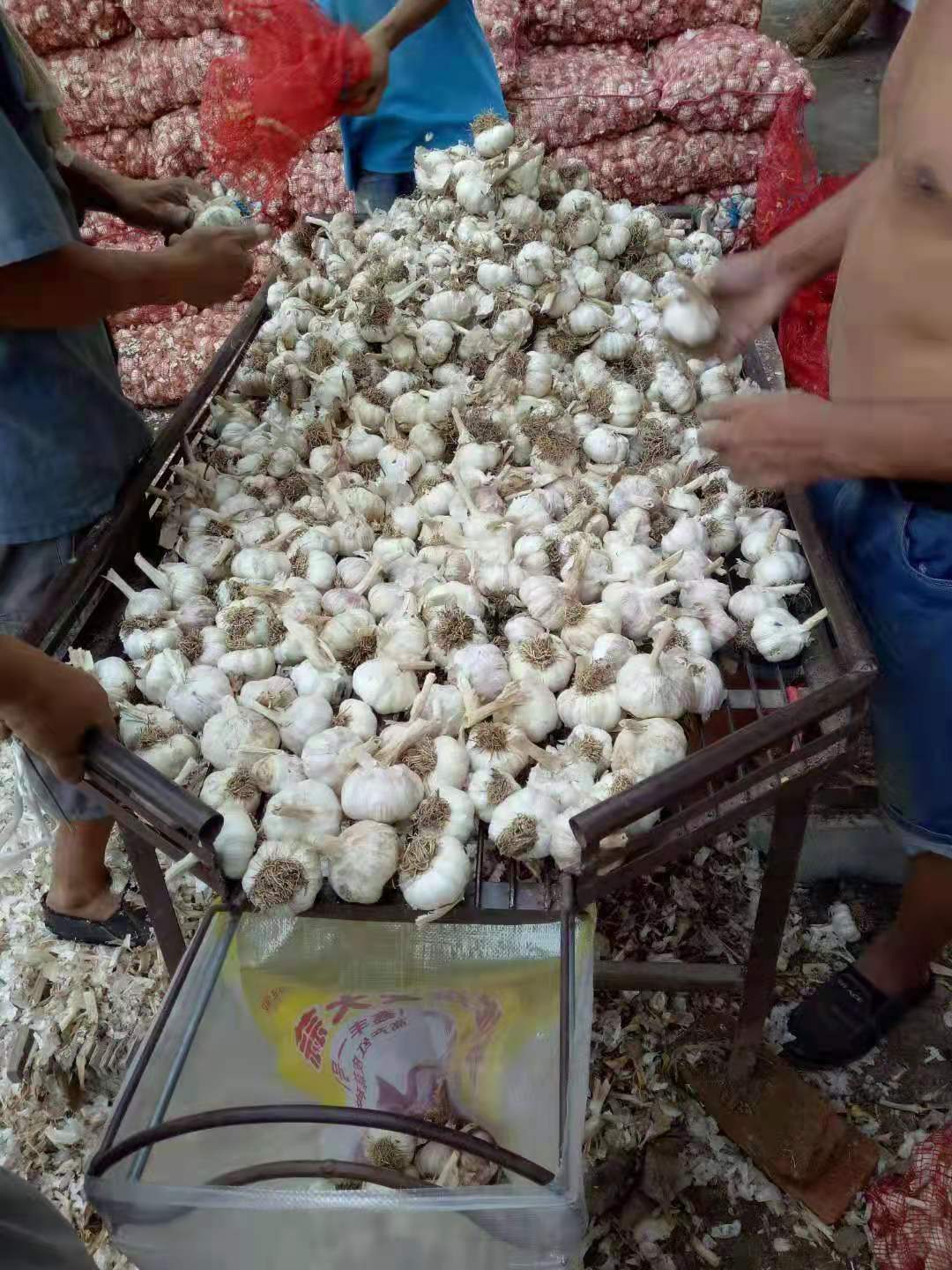 高产蒜种