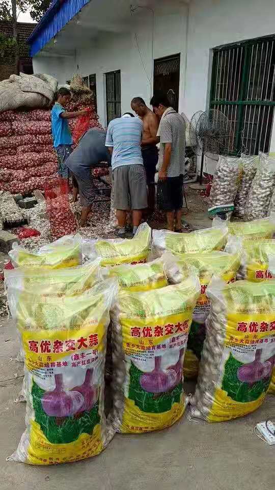 杂交高产蒜种